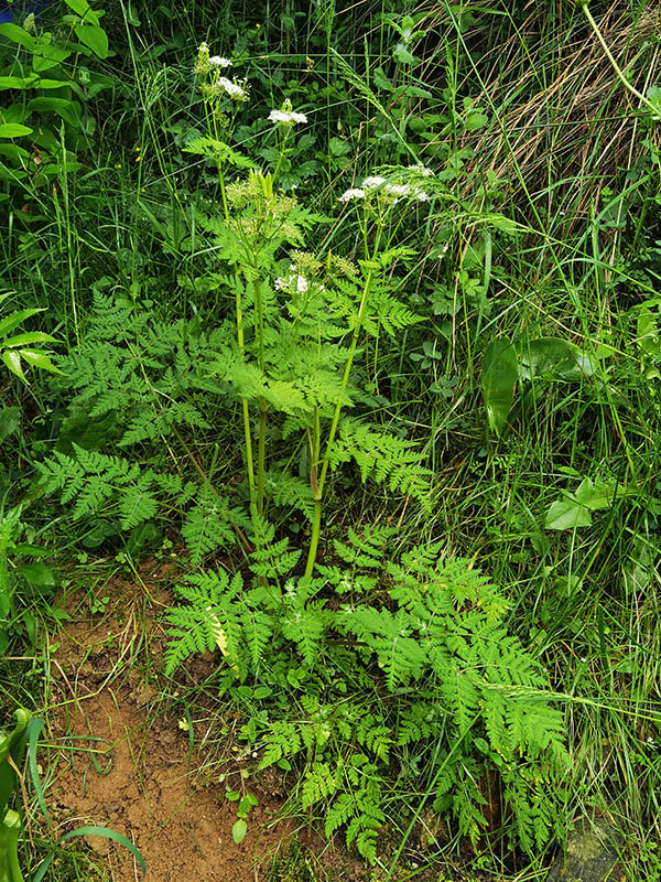 Myrrhis odorata photo